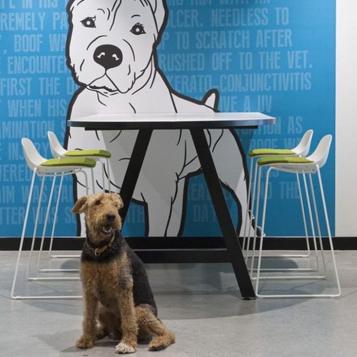 辦公空間,寵物保險管理所設計,國外辦公室設計,現代風格辦公室設計