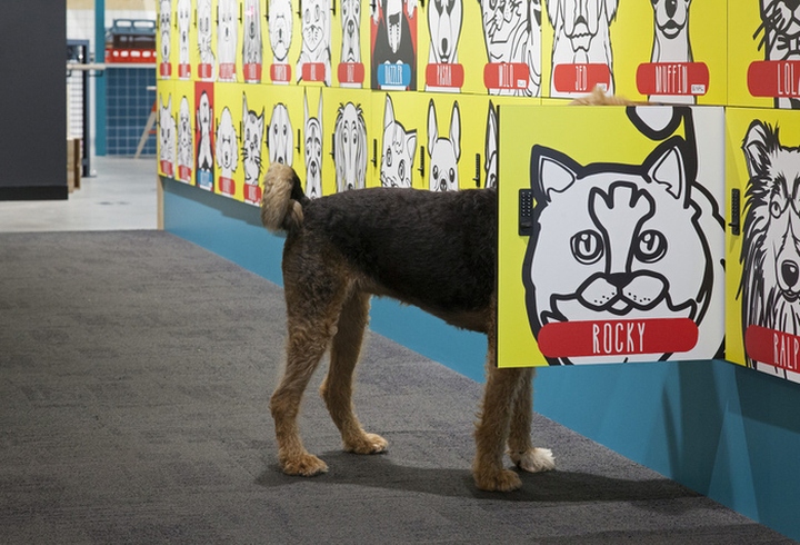 辦公空間,寵物保險管理所設計,國外辦公室設計,現代風格辦公室設計