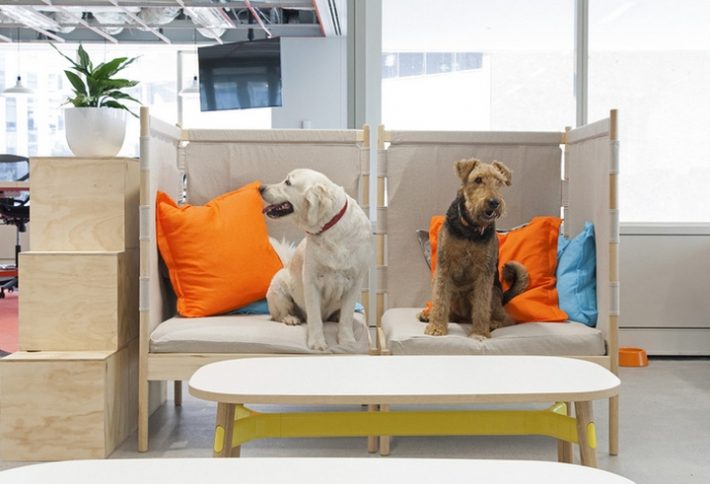 辦公空間,寵物保險管理所設計,國外辦公室設計,現代風格辦公室設計