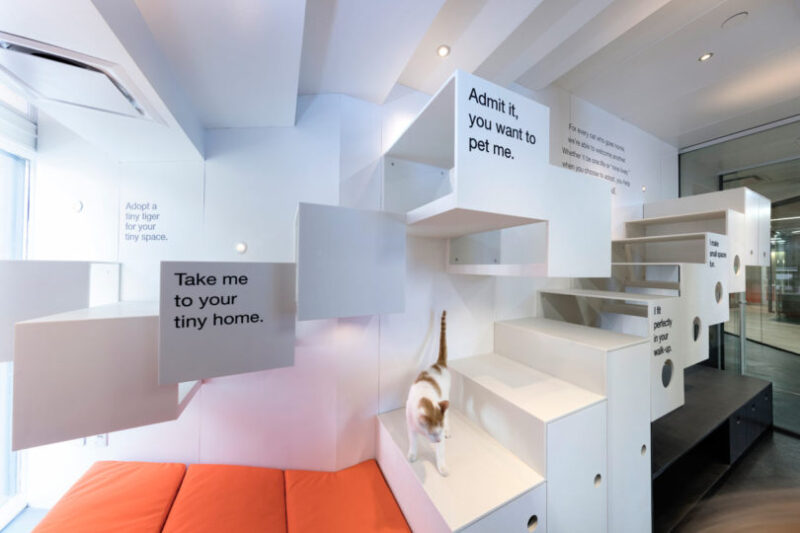 曼哈頓動物協會收養所設計