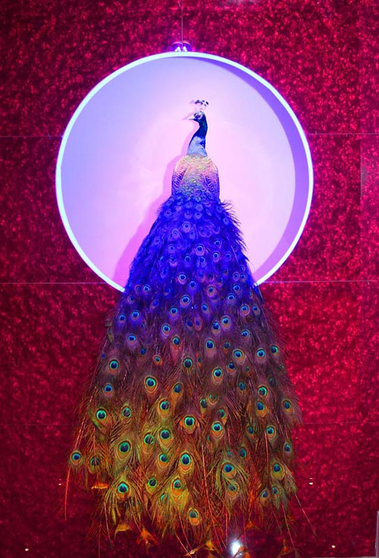 深圳巾幗會所-綻放設計團隊