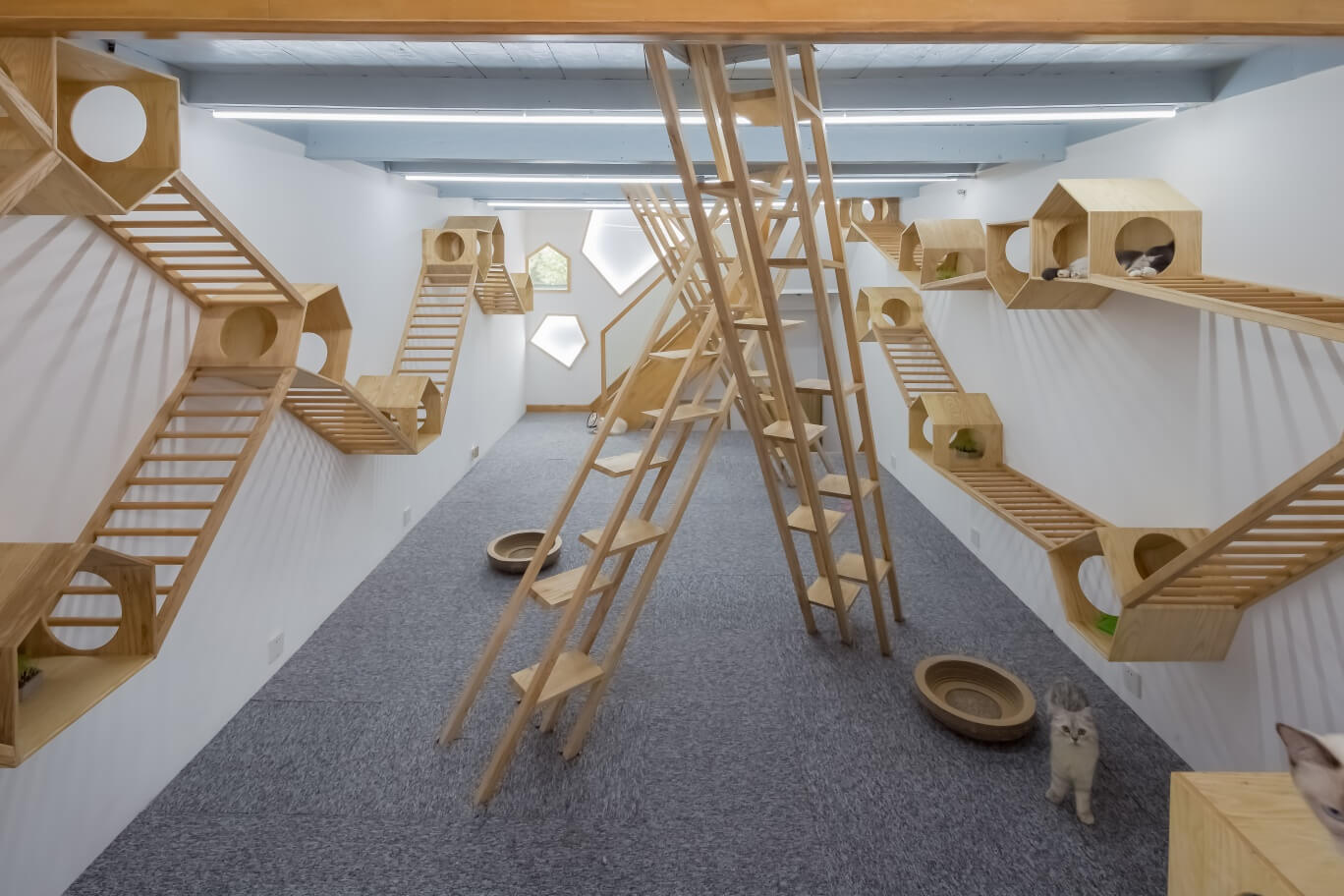 商業空間,擼貓體驗館,貓之一隅,室內改造設計,上海田子坊