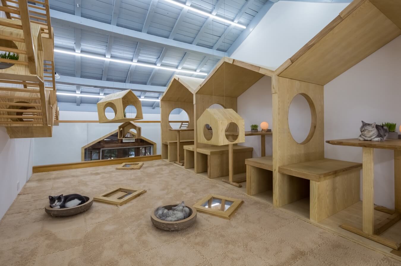 商業空間,擼貓體驗館,貓之一隅,室內改造設計,上海田子坊