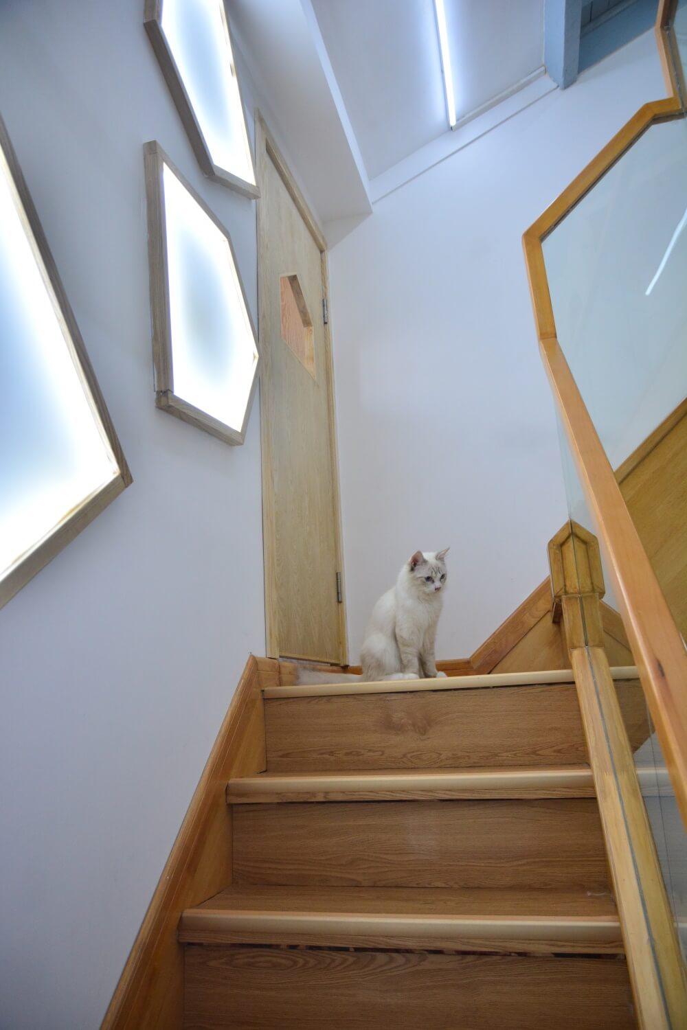 商業空間,擼貓體驗館,貓之一隅,室內改造設計,上海田子坊