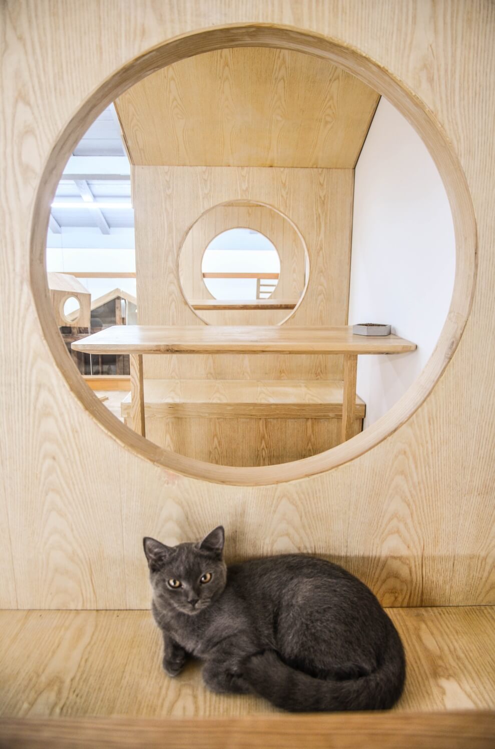 商業空間，擼貓體驗館，貓之一隅，室內改造設計，上海田子坊