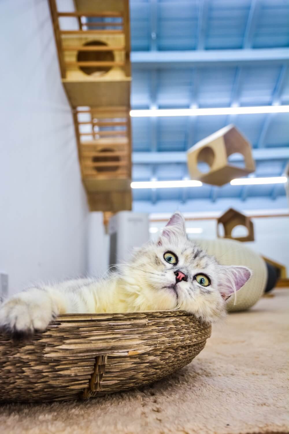 商業空間,擼貓體驗館,貓之一隅,室內改造設計,上海田子坊