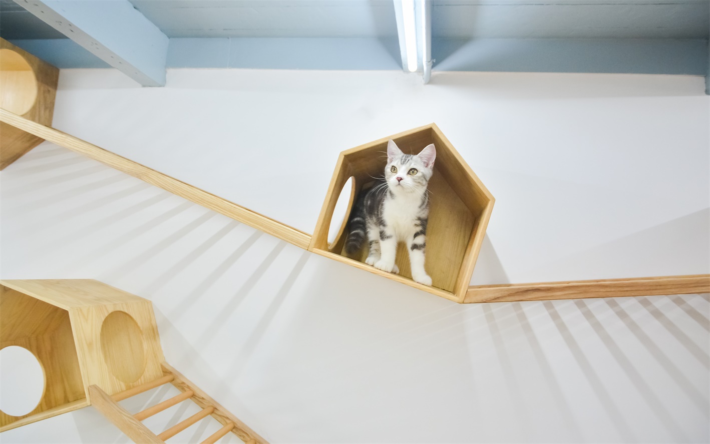 商業空間,擼貓體驗館,貓之一隅,室內改造設計,上海田子坊