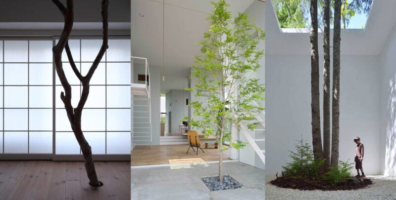 設計元素—室內的樹