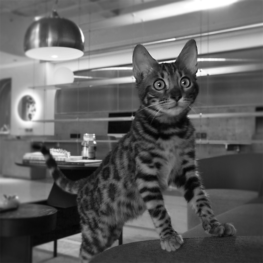 辦公空間,國內辦公室設計,事務所辦公室,設計師辦公室,項目投稿