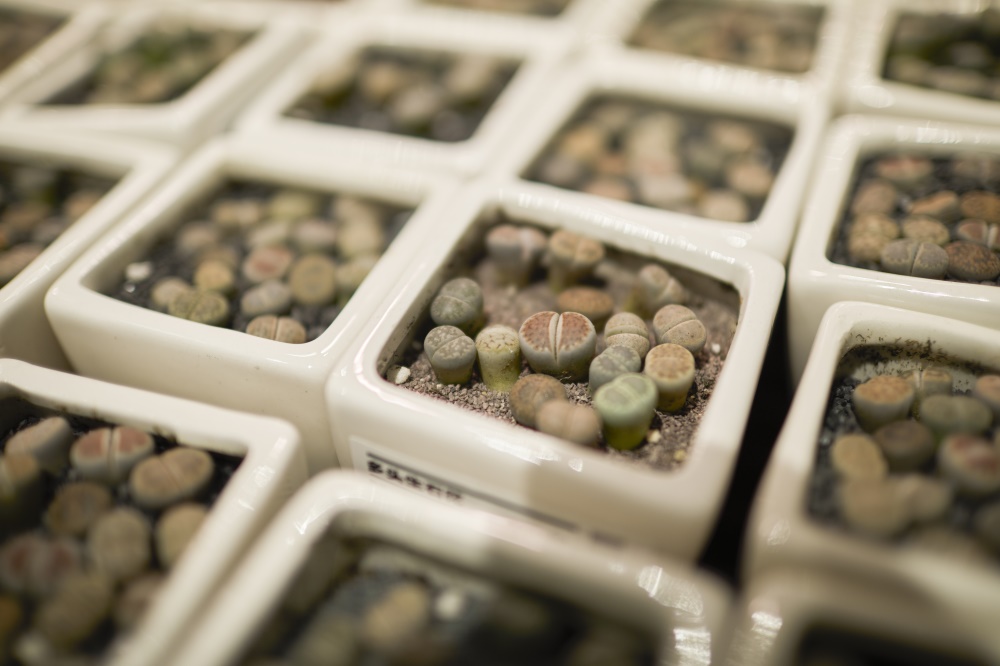 重慶,商業空間,門店設計,集嘉設計,鹿島生活,項目投稿