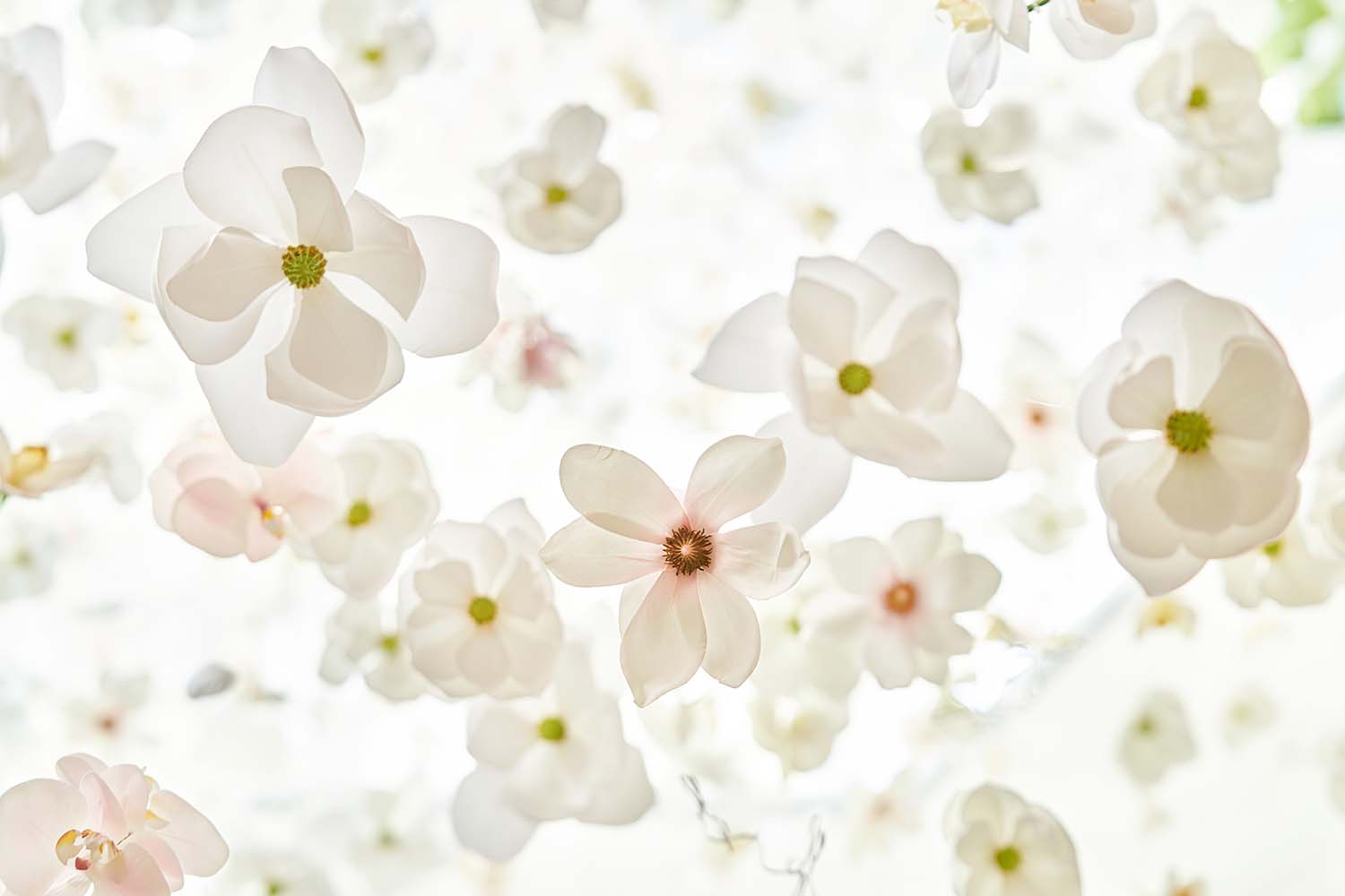 梁築設計,梁築設計事務所,Tomacado花廚,上海IFC國金中心花廚,上海餐廳設計,上海Tomacado花廚,梁築,項目投稿