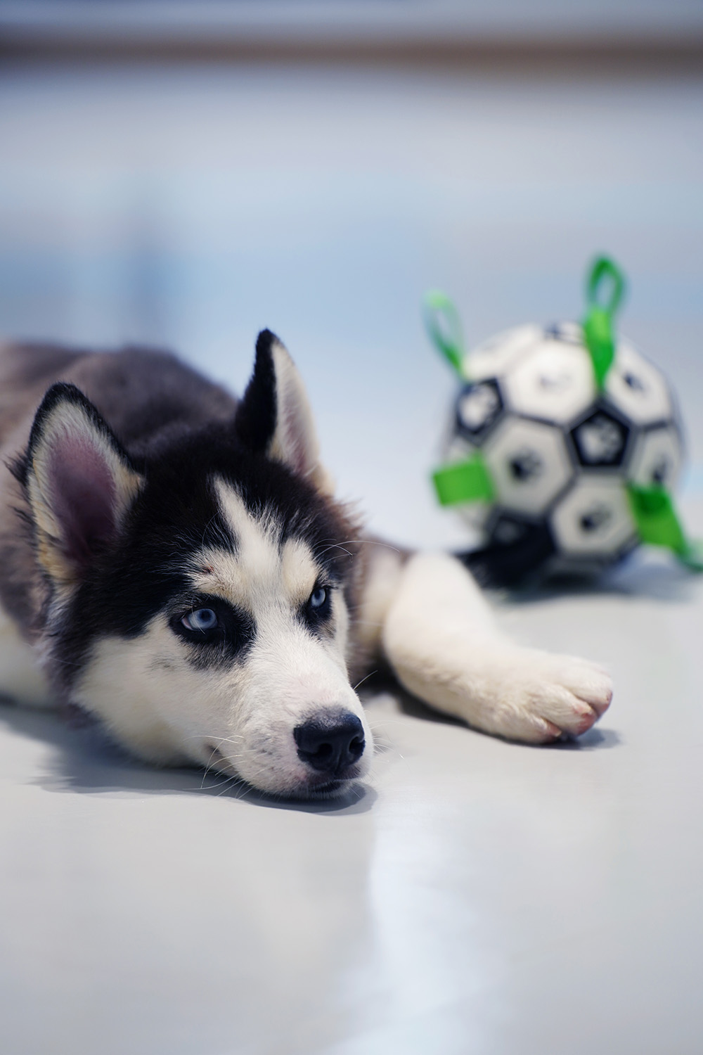 寵物中心設計,寵物店設計,杭州寵物中心設計,杭州寵物店設計,狗狗派萌寵中心,杭州狗狗派萌寵中心,內境空間設計,內境空間設計作品,項目投稿