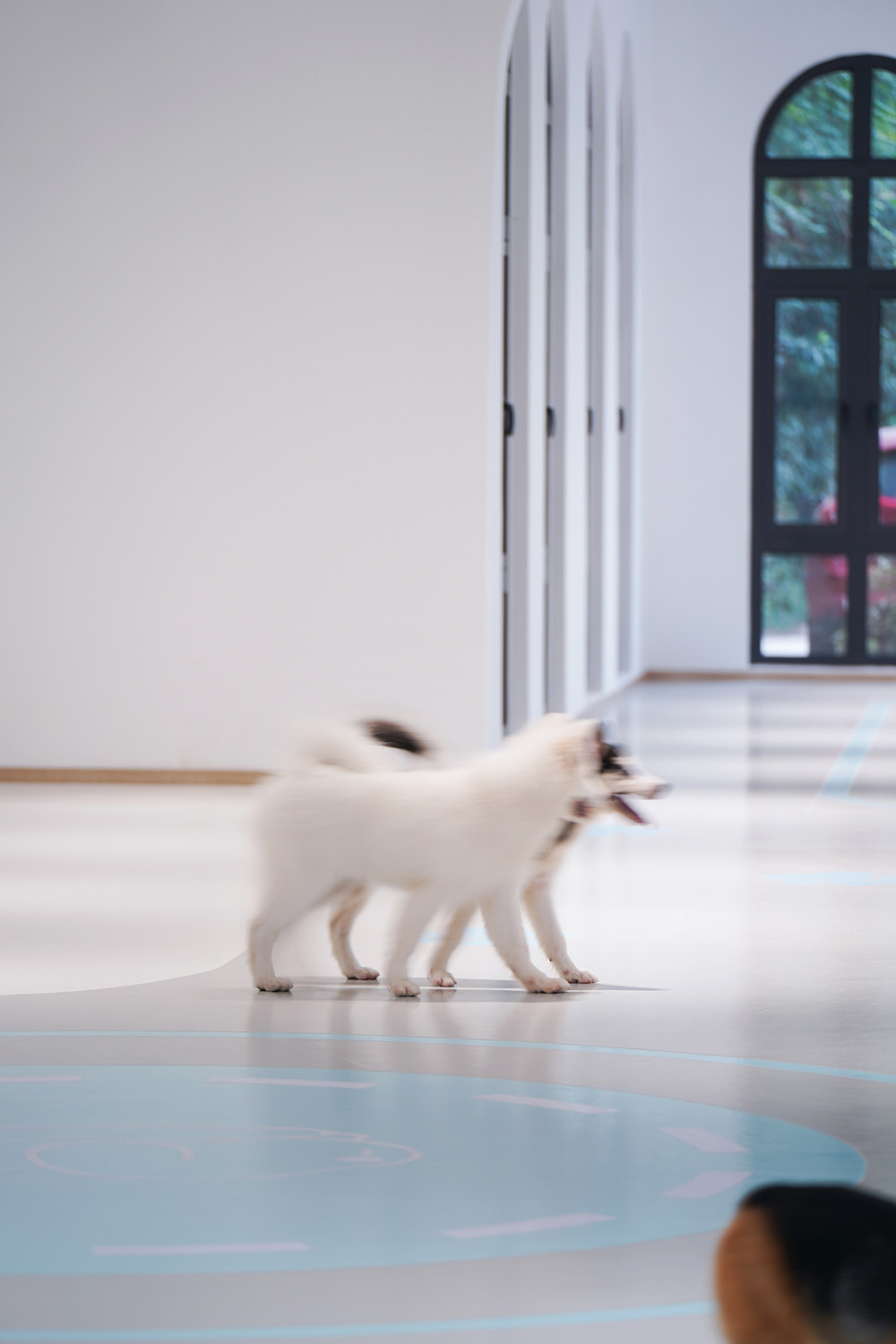 寵物中心設計,寵物店設計,杭州寵物中心設計,杭州寵物店設計,狗狗派萌寵中心,杭州狗狗派萌寵中心,內境空間設計,內境空間設計作品,項目投稿