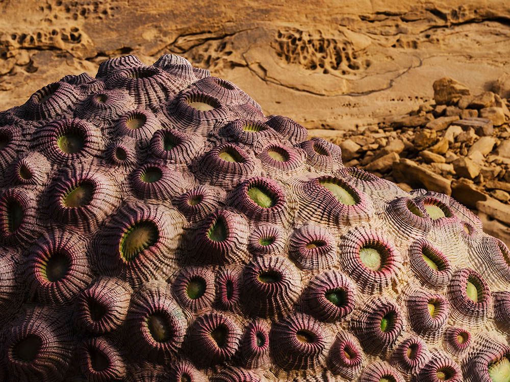 Desert X AlUla,先鋒藝術,阿爾穆塔迪爾山穀AlUla 展,藝術展,國外藝術展, Desert X,展覽設計