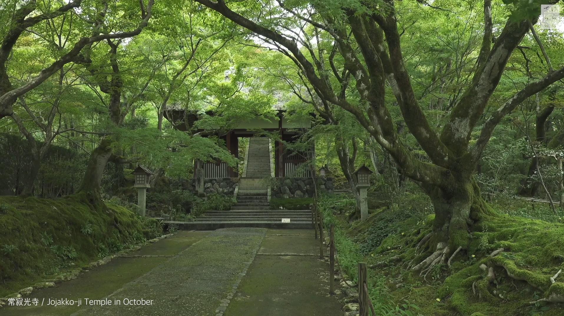Wabi-Sabi-侘寂庭院,侘寂庭院,京都,侘寂設計,侘寂視頻下載,日式侘寂庭院