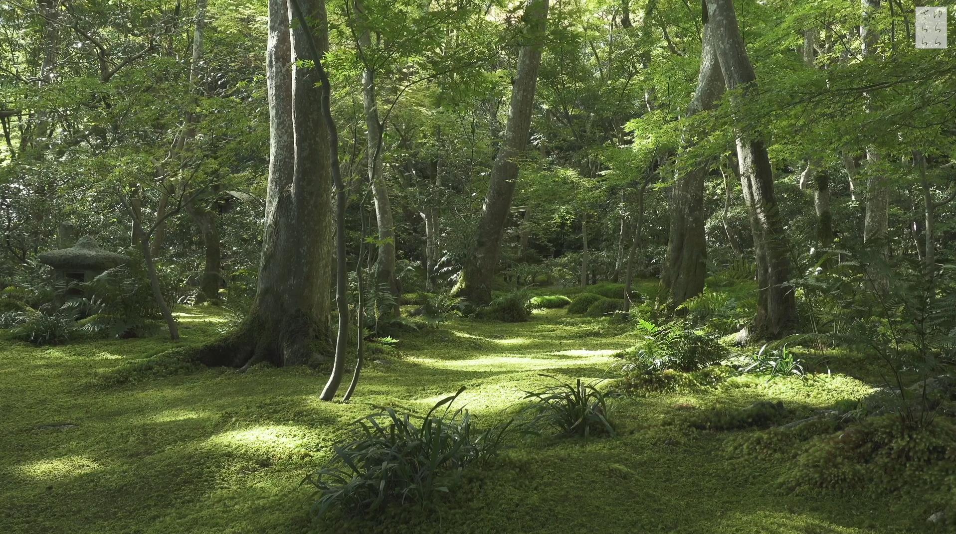 Wabi-Sabi-侘寂庭院,侘寂庭院,京都,侘寂設計,侘寂視頻下載,日式侘寂庭院