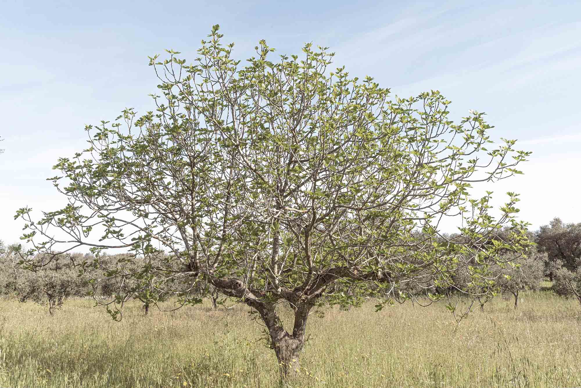 Quarzo Studio,鄉村別墅,別墅設計案例,極簡主義,意大利,鄉村度假別墅,別墅設計方案