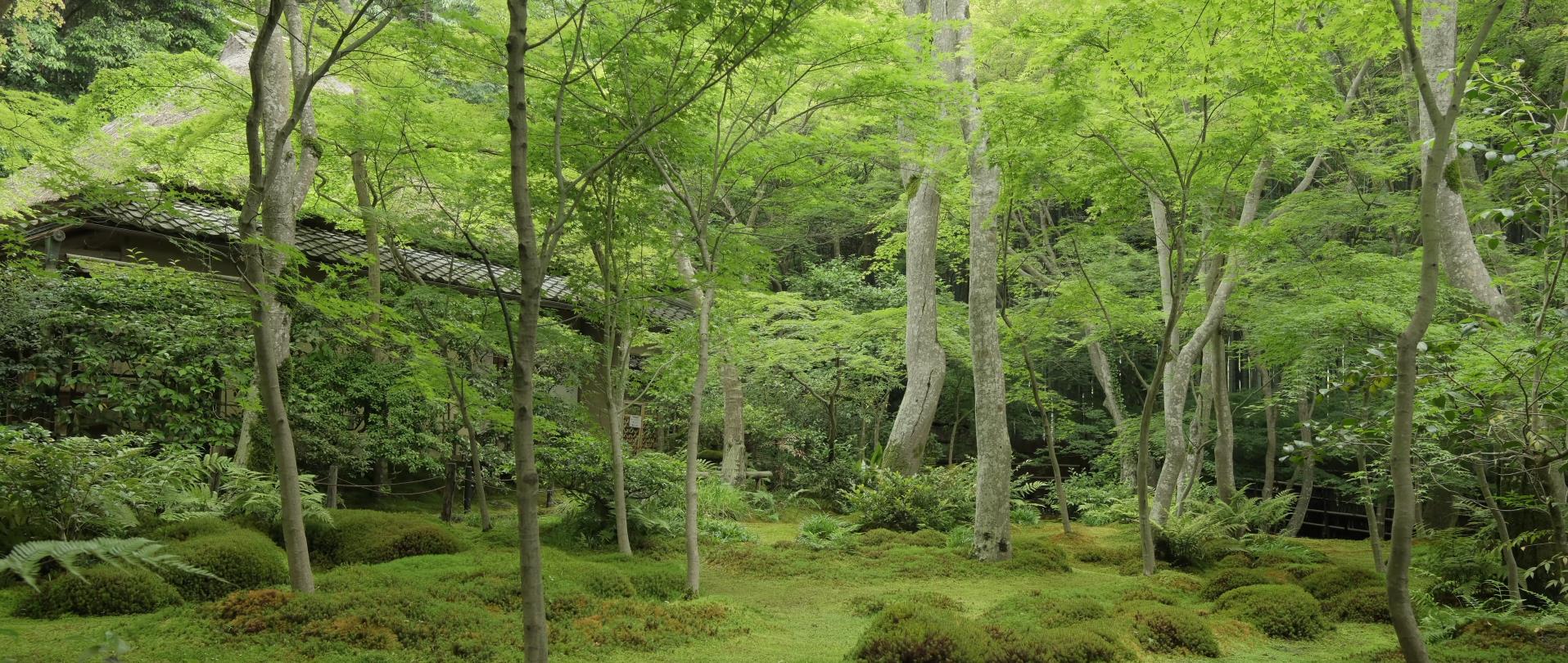 Wabi-Sabi-侘寂庭院,侘寂庭院,京都,侘寂設計,侘寂視頻下載,日式侘寂庭院
