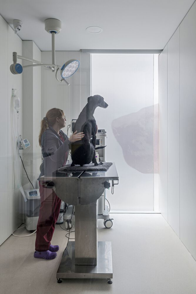 診所設計,國外診所設計,診所設計案例,VIDA Arquitectura,西班牙,獸醫診所,獸醫醫院,Rosvet Veterinary,115㎡