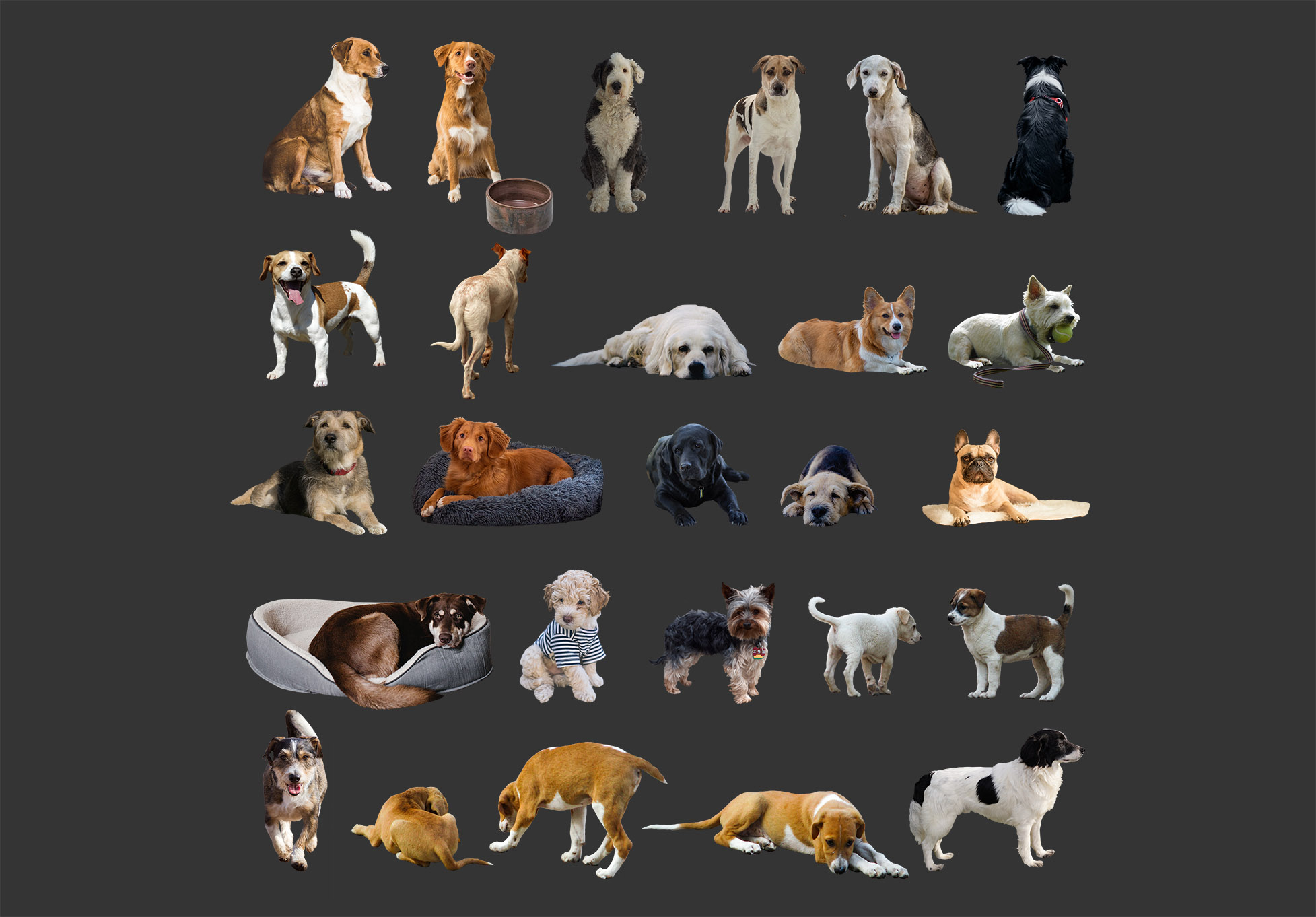 寵物設計素材,PSD素材下載,後期設計素材