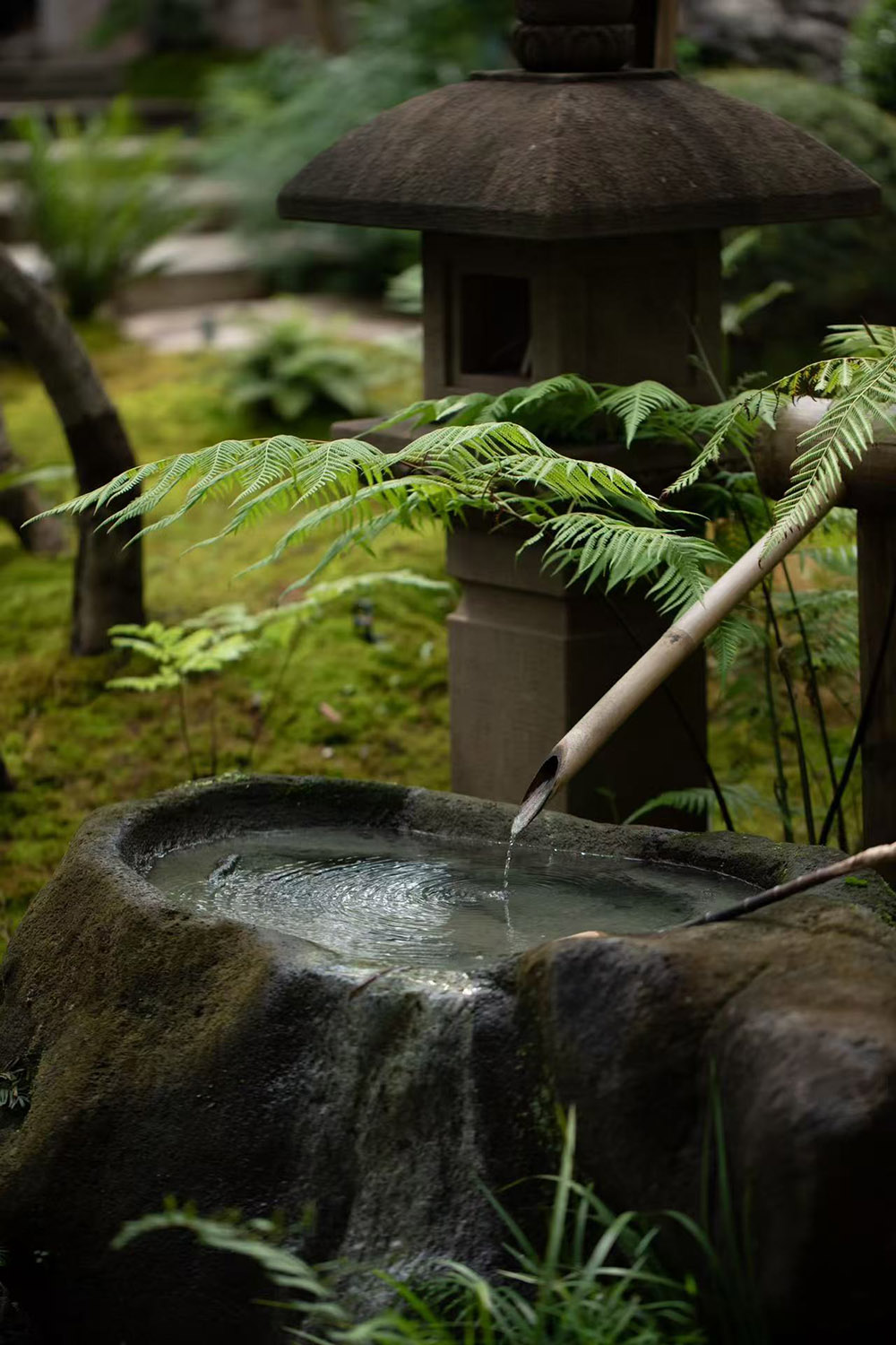 景觀庭院設計,景觀設計,植物景觀銷售基地,植物景觀庭院設計,花園庭院設計,老建築改造,佛山宋嶼庭園,佛山,陸啟水建築師事務所