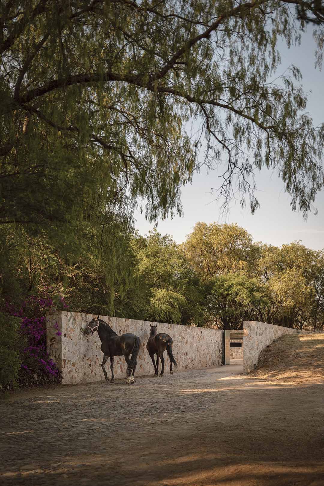 Cosmos,馬場設計,墨西哥,馬術訓練場設計案例,極簡主義,極簡風格